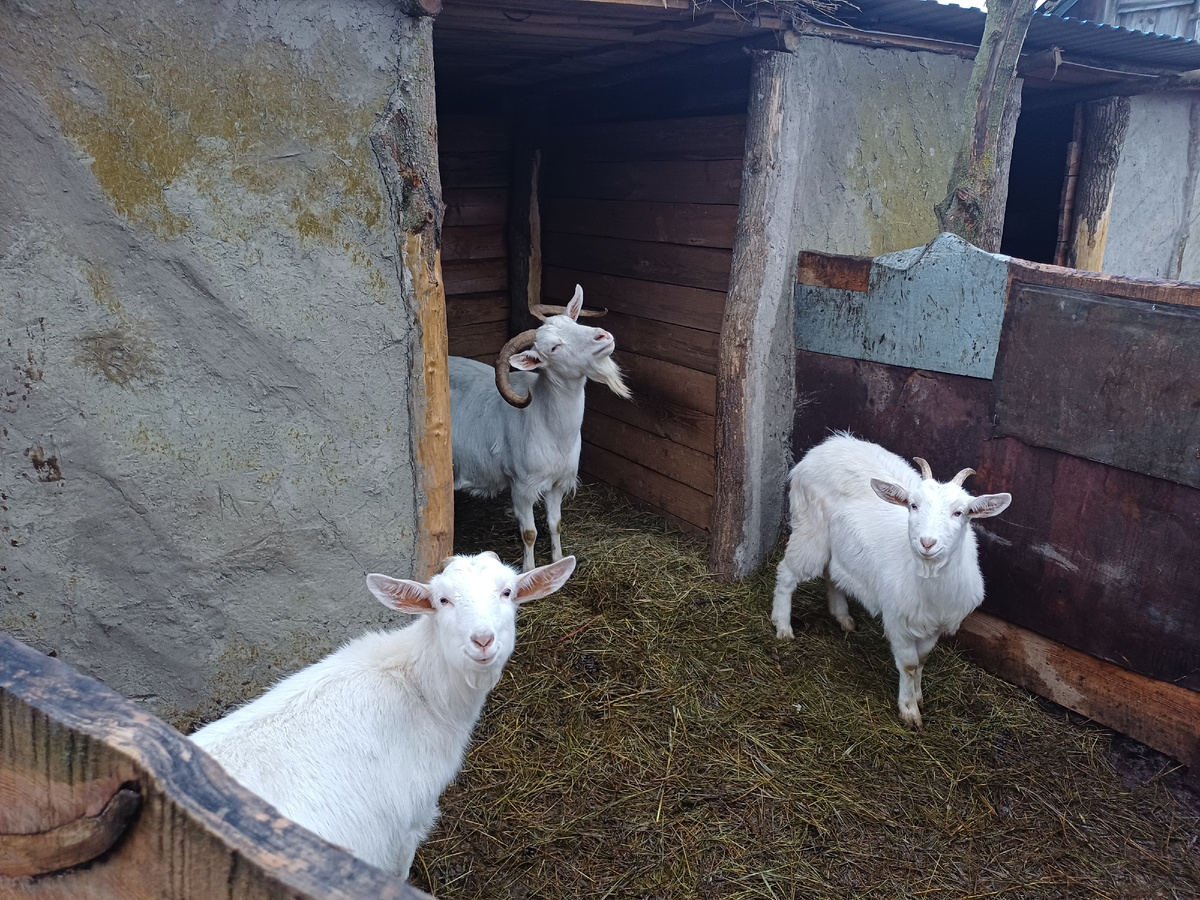 Коза Аса и её две дочки