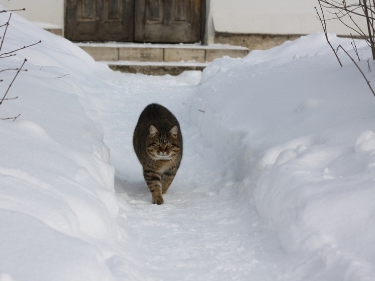     Фото принадлежит ИА «Тульская пресса»