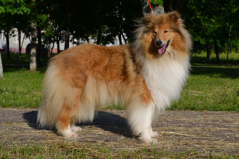 Колли в эпоху декоративных пород. Интервью с заводчиком.