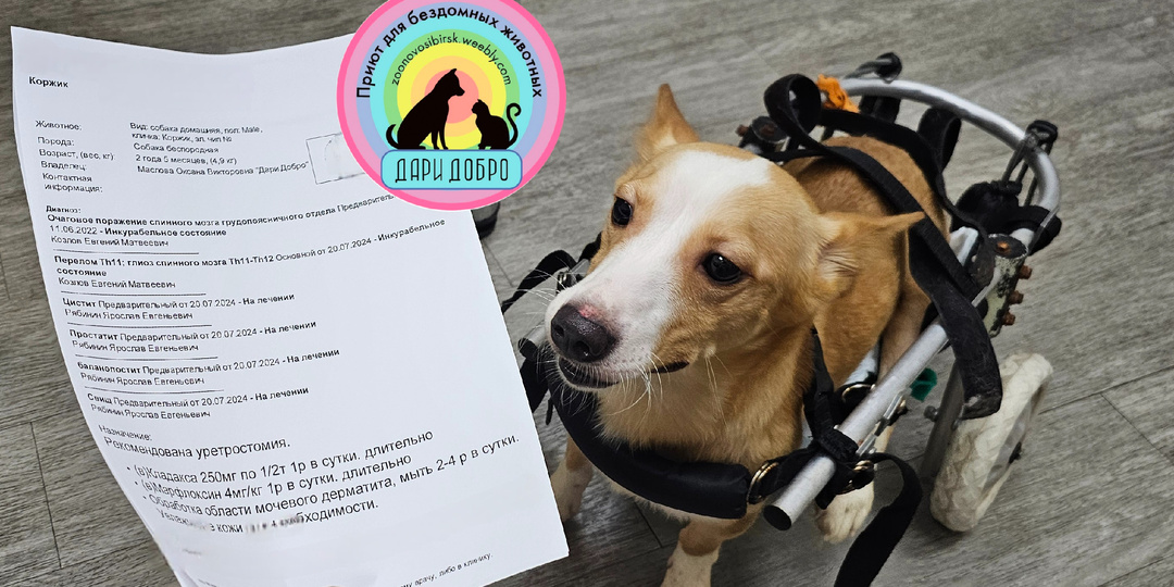 Коржик — собака, которую сломали люди, но не сломала жизнь!