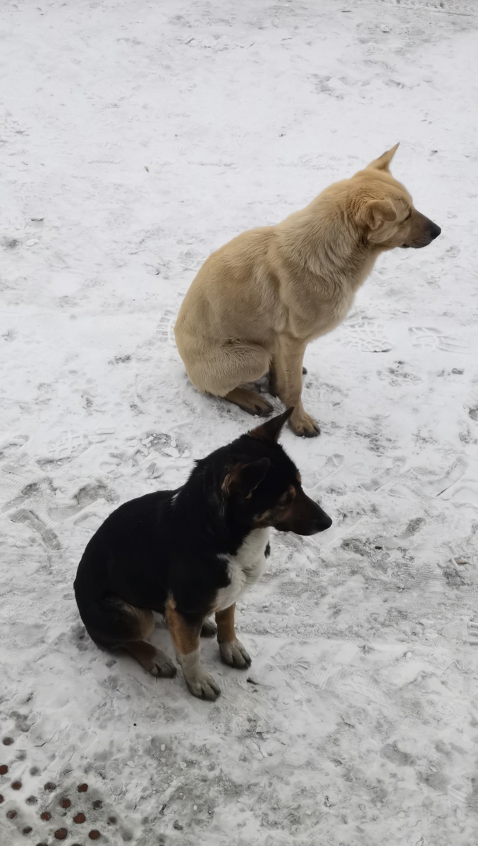 Животные. Собаки.