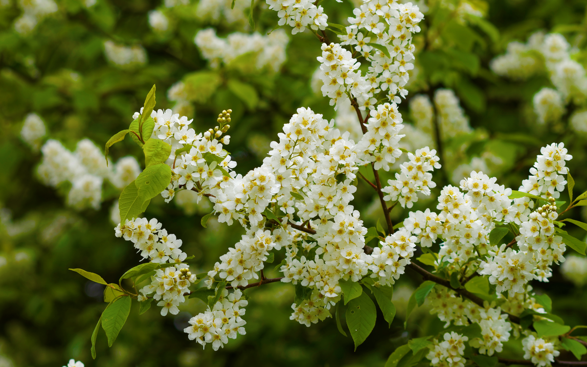 Фото цветения черёмухи в Дагестане