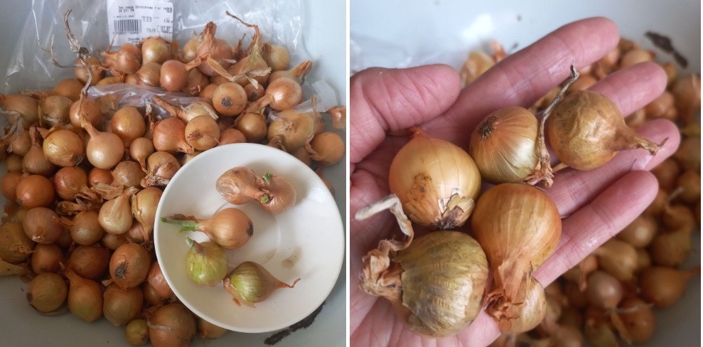 Севок из дискаунтера. Почти отличный, но есть проросший и с черным бочком — нужно сортировать.