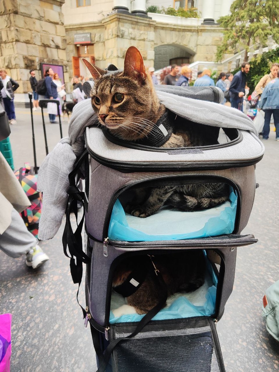 Коты в переноске
