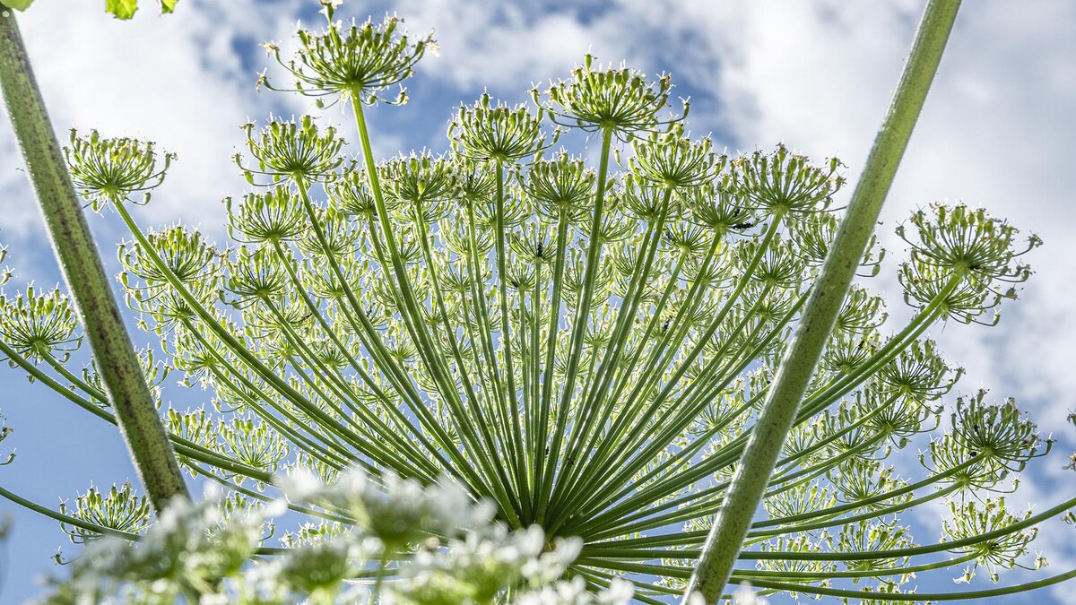    Фото: ИЗВЕСТИЯ/Константин Кокошкин