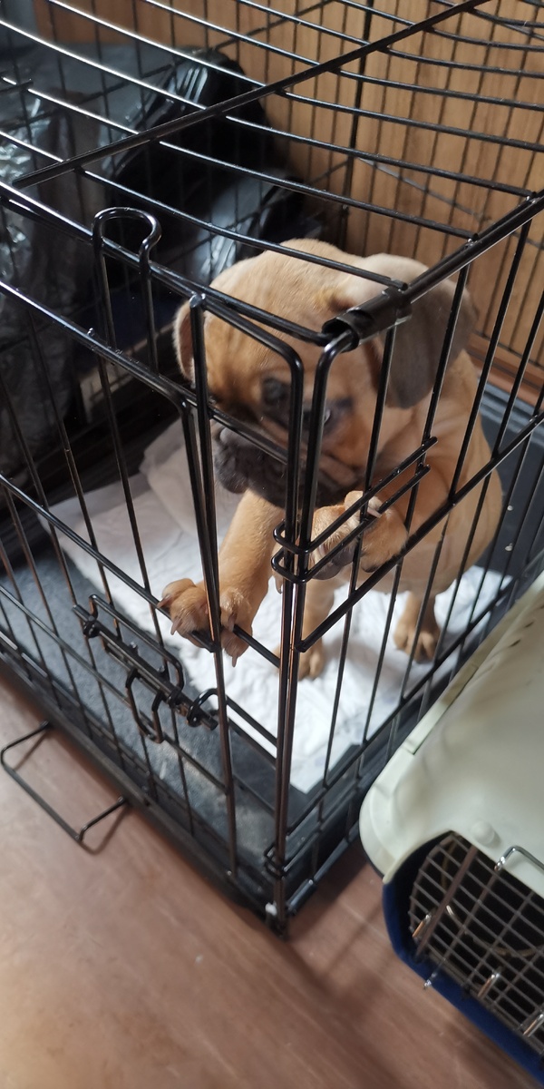 Перевозка животных в поезде 