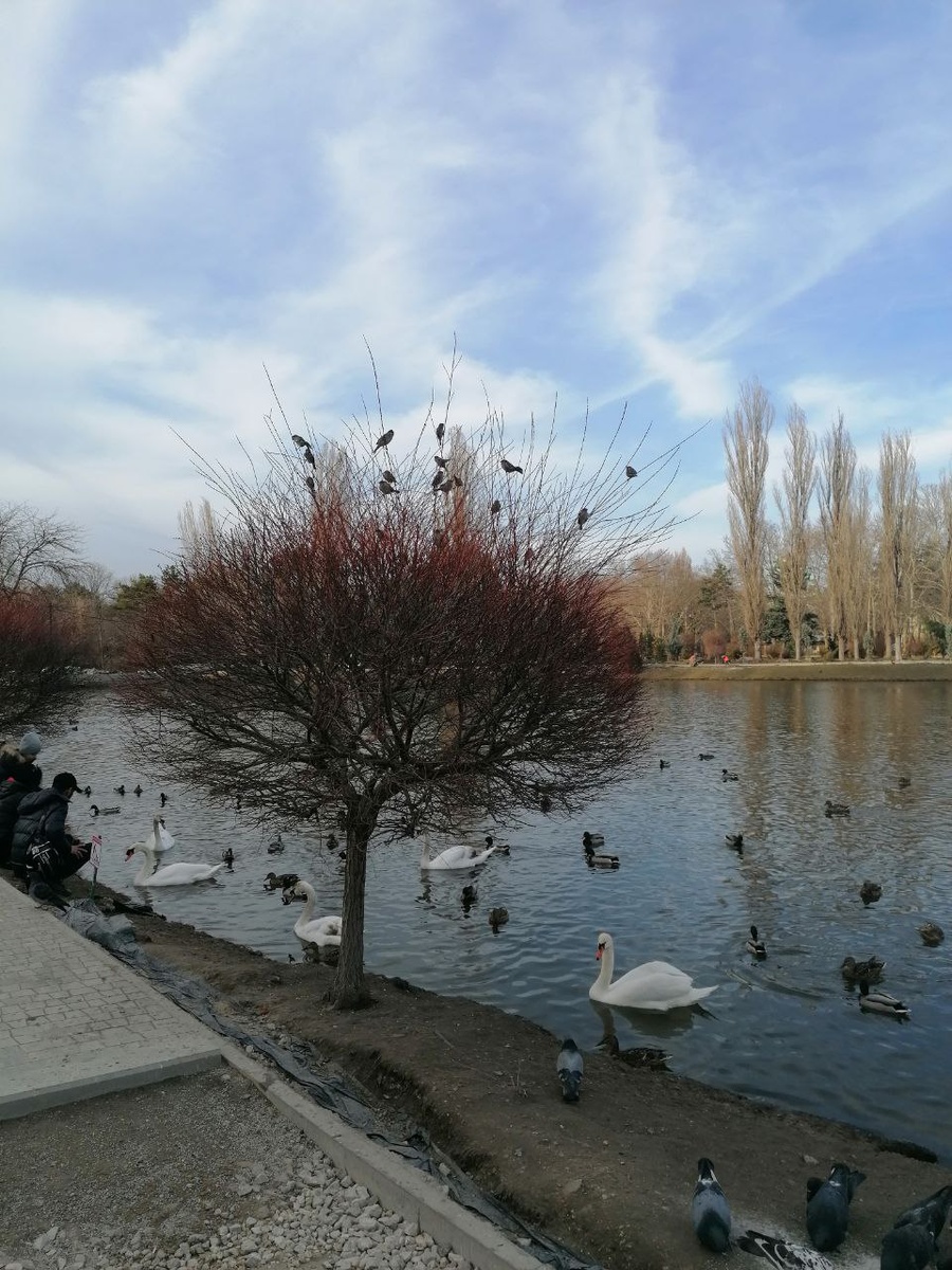 Водоплавающие и пернатые приплыли/прилетели на стихийный ужин. Дети их подкармливают. 