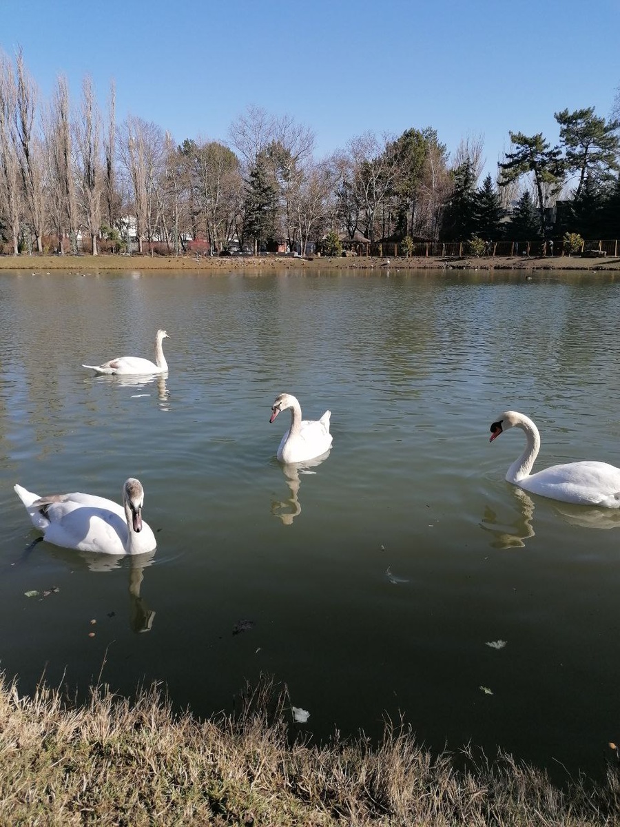 Лебеди-шипуны. 