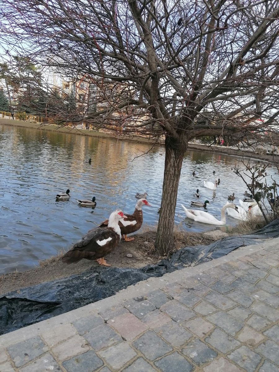 Мускусные утки - еще одни обитатели озера. 