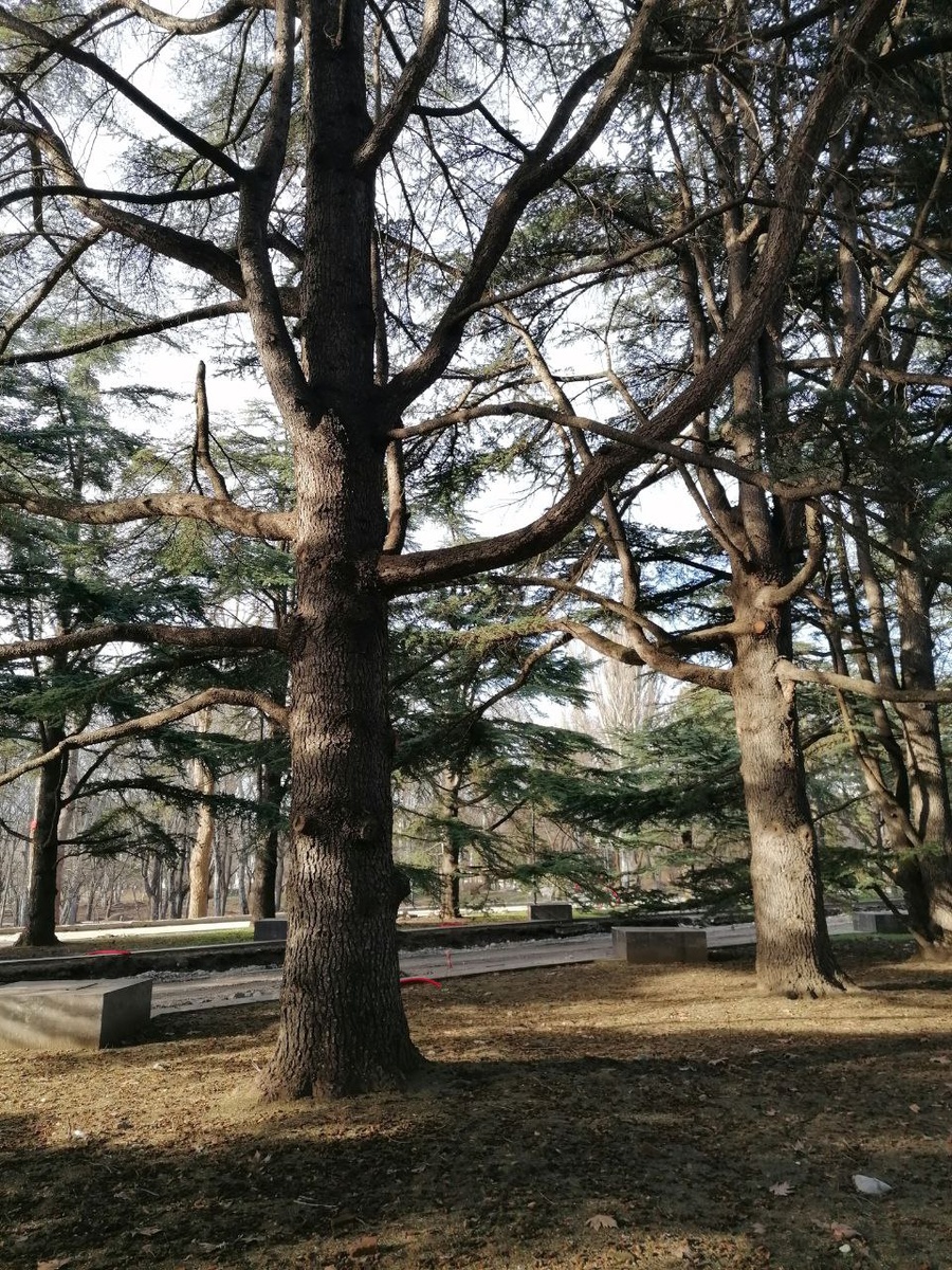 Аллея ветвистых кедров в парке им. Ю. Гагарина. 