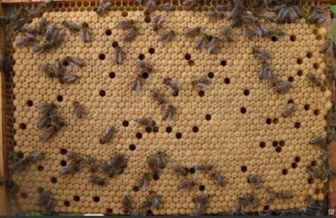 Качественные матки сеют практически не пропуская ячеек.