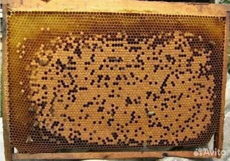 Засев с пропусками, что говорит о том, что матка не качественная.