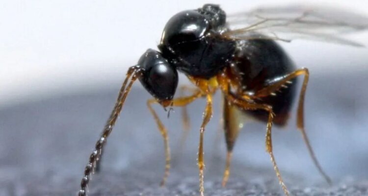    Фото: Herman Helsen