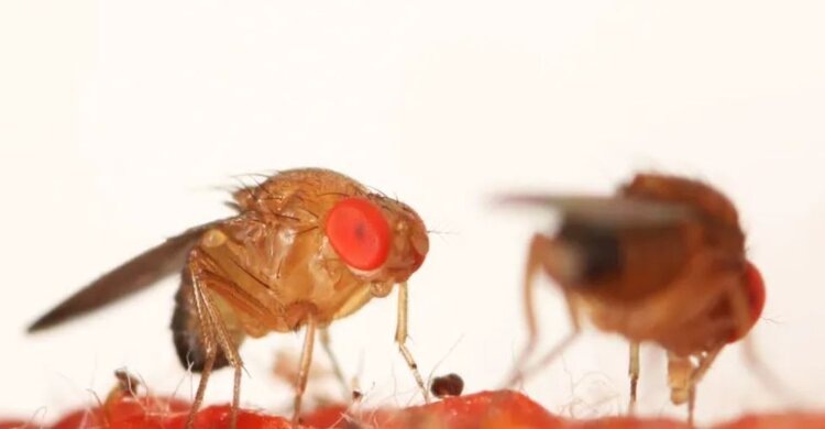 Автор фото: Герман Хельсен.📷    В Нидерландах ученые отмечают успех спонтанного распространения природного врага пятнистокрылой дрозофилы
