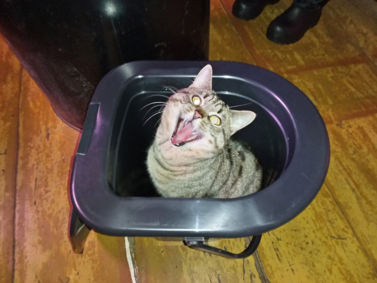 Новое туалетное ведро проходит проверку на ёмкостность, прочность и удобство использования. Работник ОТК Кот Пират.