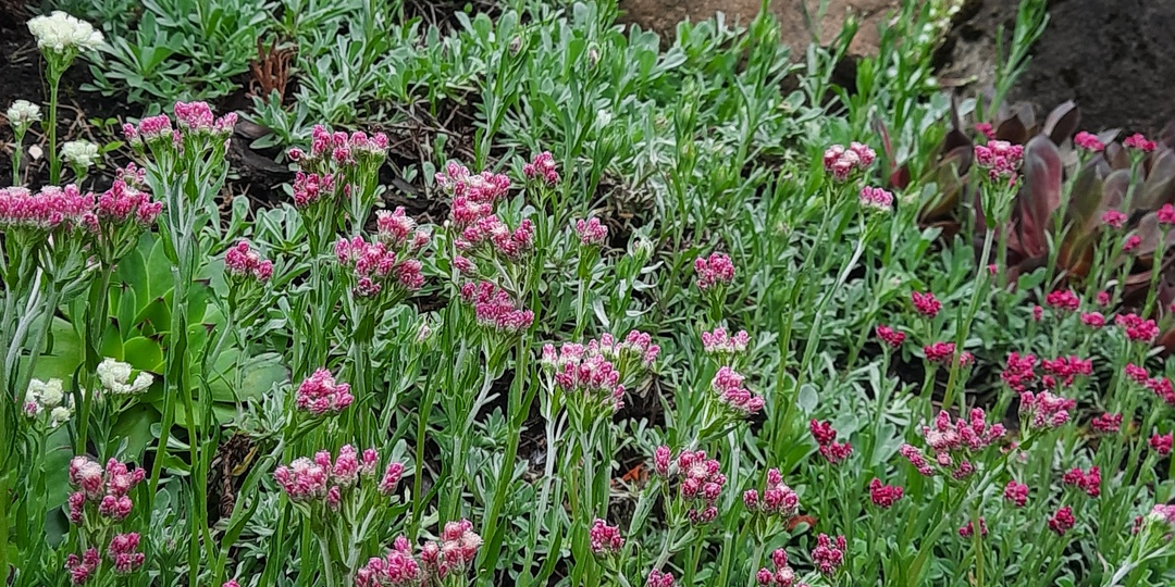 Антеннария, не всем она нужна. Растение из моего раннего детства