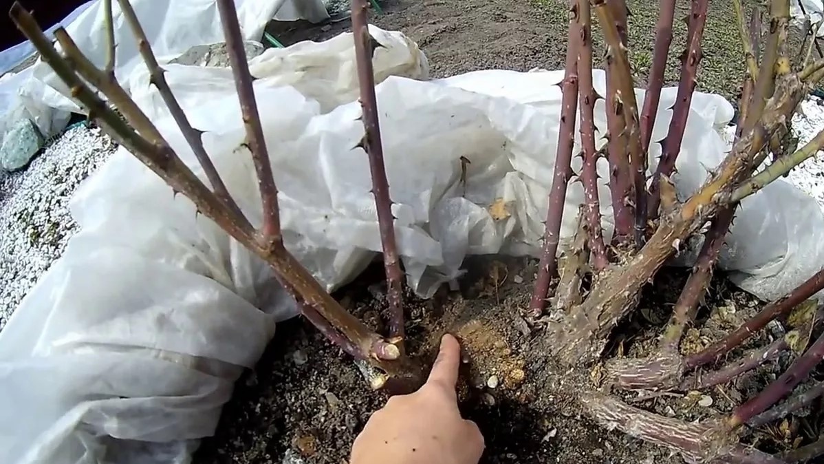 Роза не проснулась: как проверить живой ли куст и стоит ли его выбрасывать