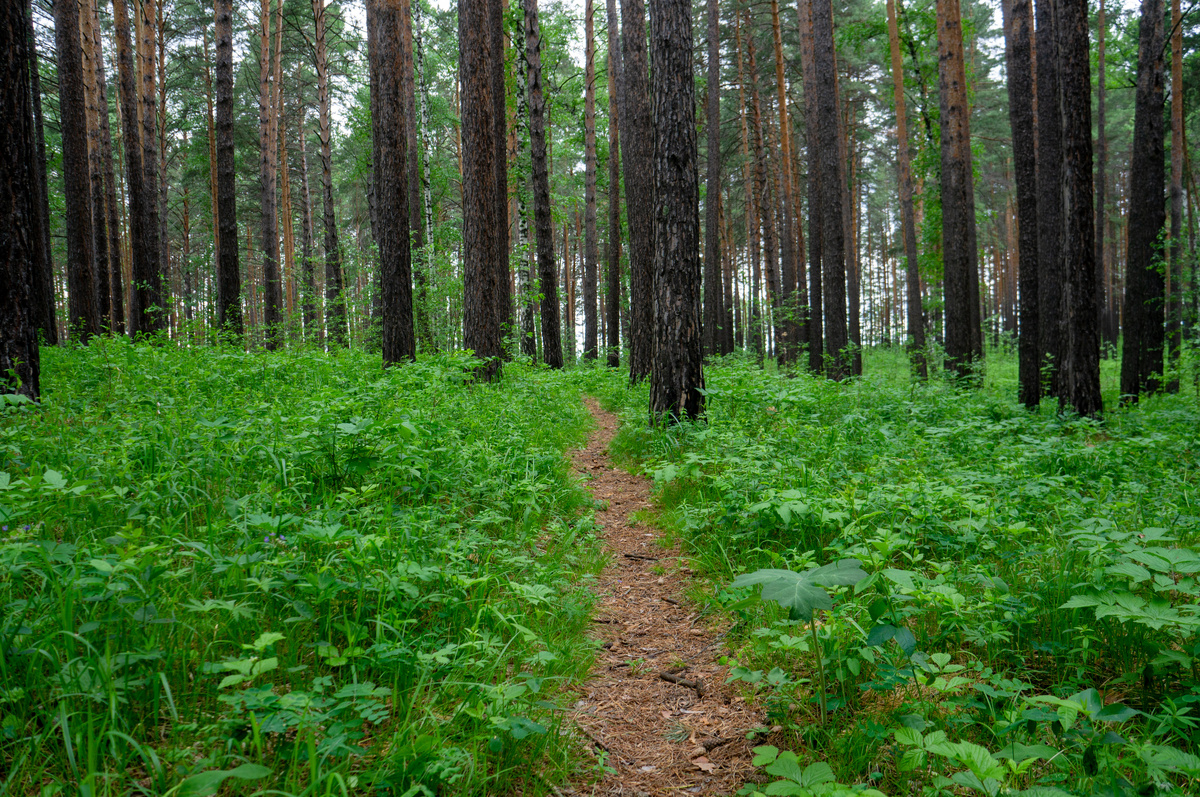 Здесь и далее фото разных лет из того самого леса