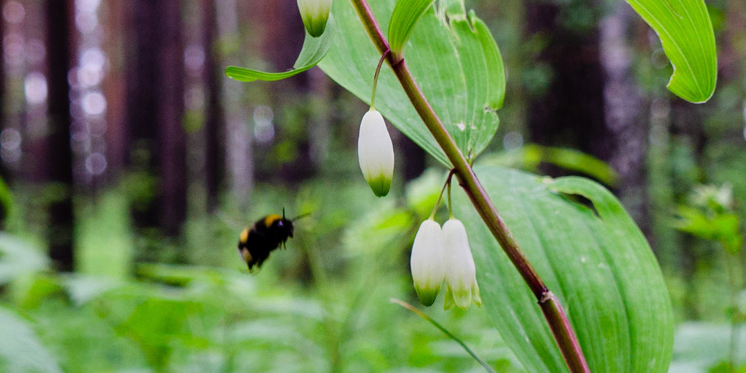 К свету стремясь уверенно, ландыш упрямый растёт