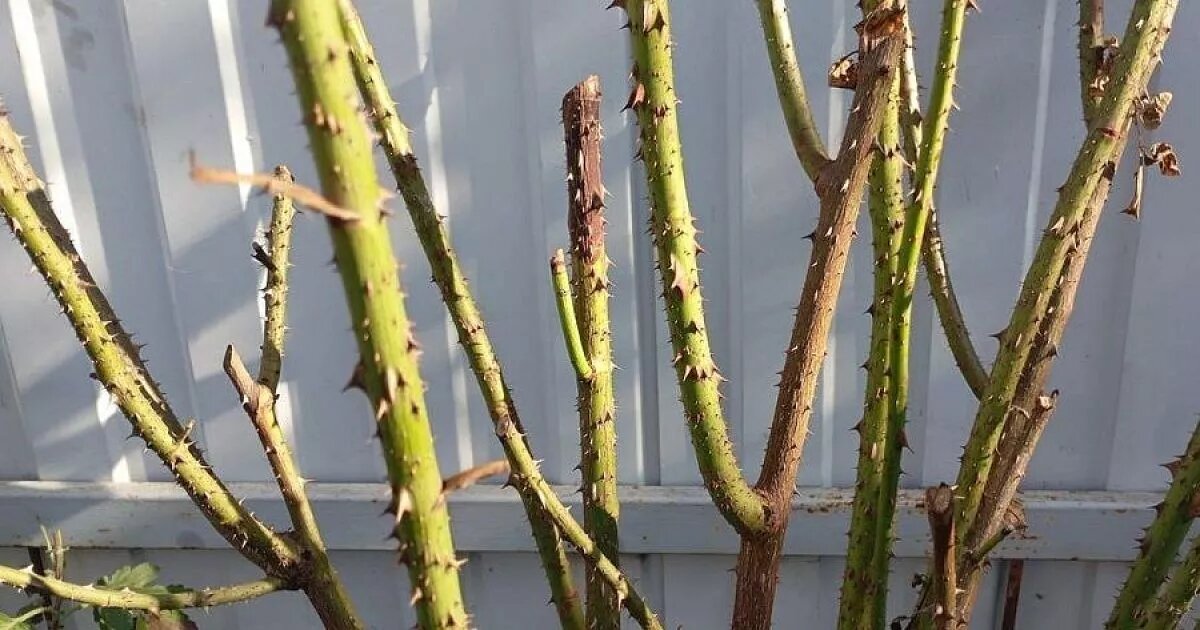 Высохшие побеги или спящие почки