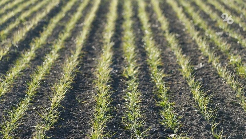      Фото: ИА «Победа26»