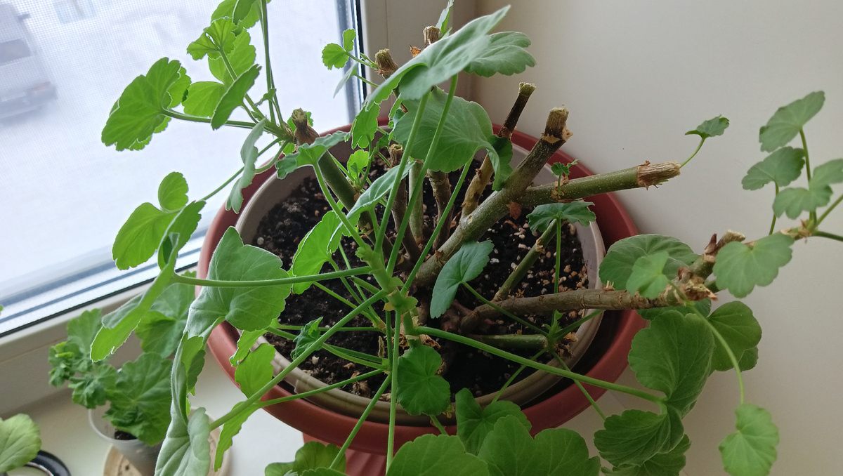 Обрезанная 