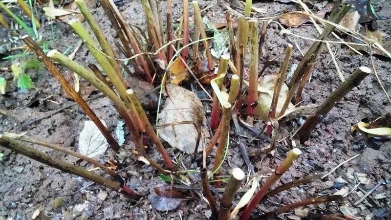 Чернеют стволы у пионов после зимы: признаки гнили или норма