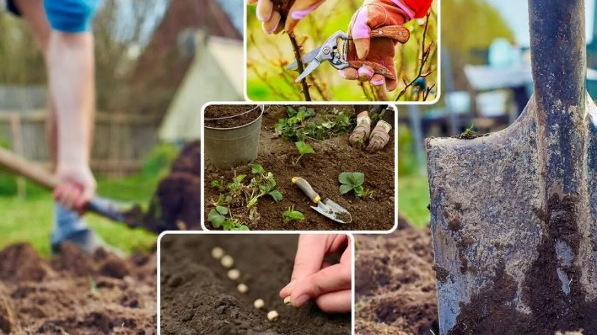 Трут на огороде