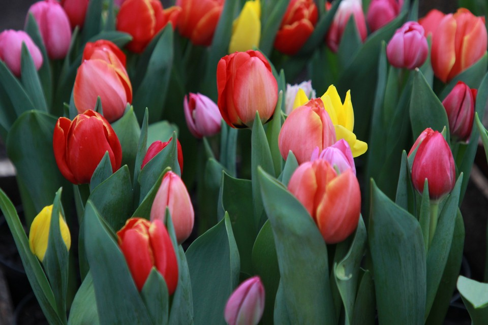 Тюльпаны в Новосибирске подорожали. Фото: ПЫХАЛОВА Юлия