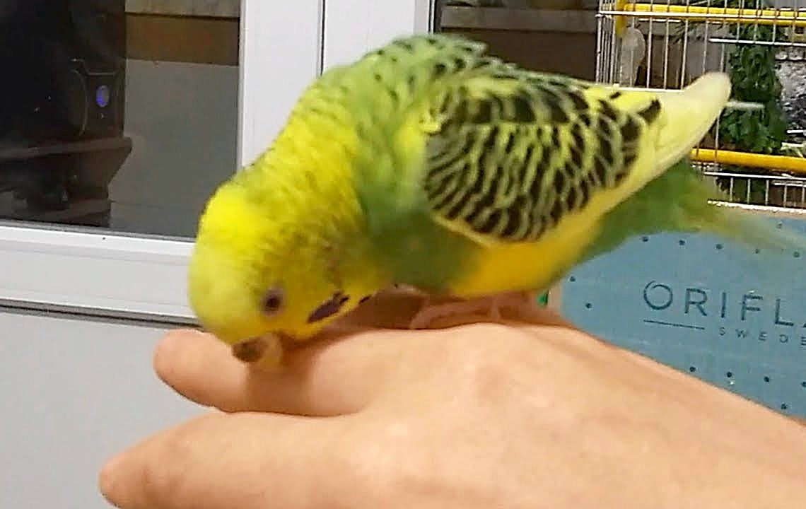 Кусание - это зык волнистика