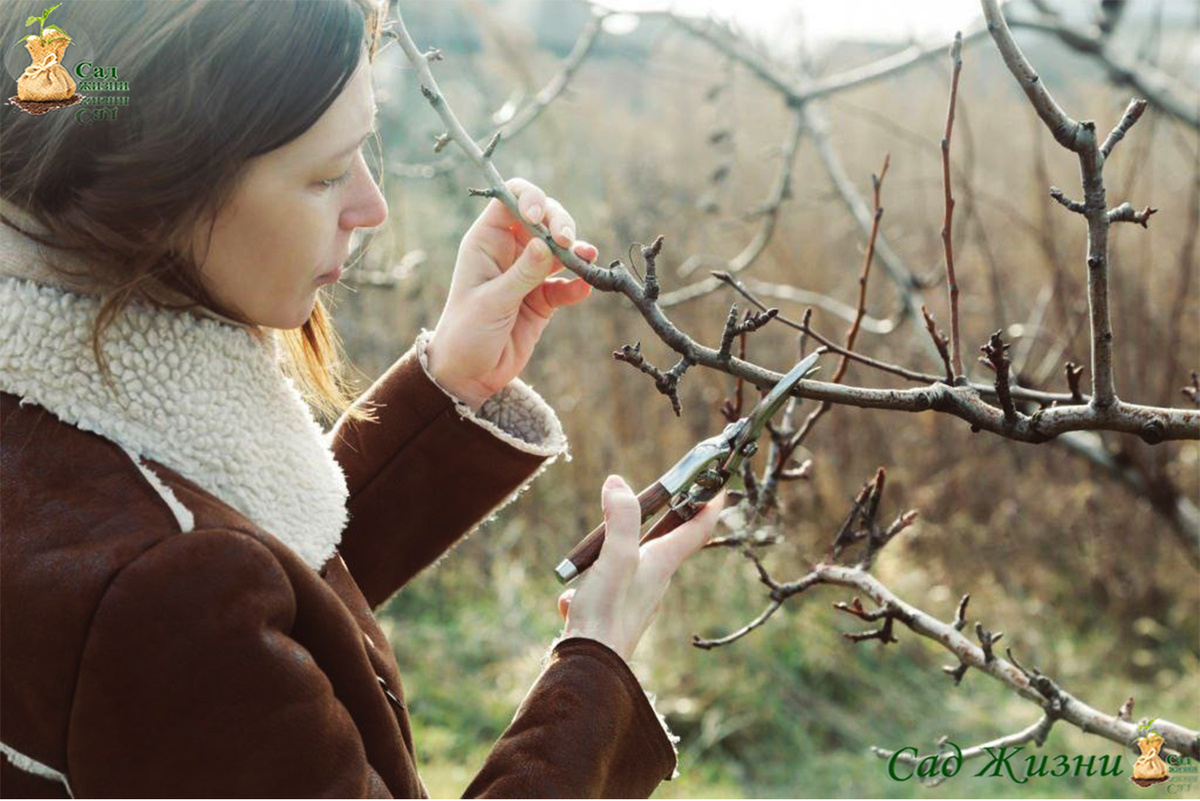 Весенняя обрезка до распускания почек снижает риск загущения и болезней