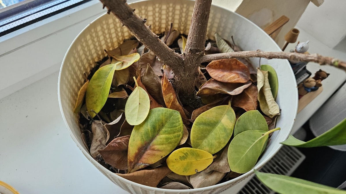 Как реанимировать пересушенный за зиму фикус: пошаговый метод