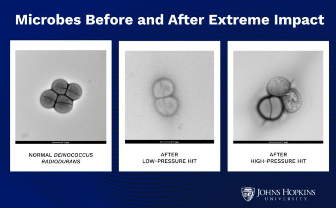    Бактерии способны выживать при столкновении астероидов: сенсационное открытие ученых