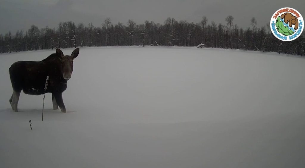    Заповедник Большая Кокшага