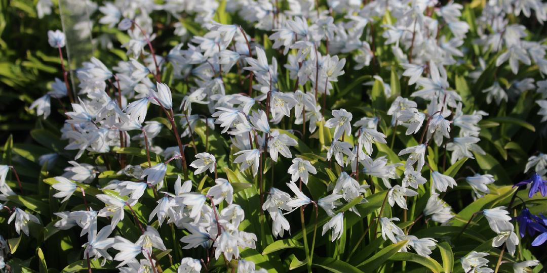 Все о первоцветах в ландшафте: часть вторая, №№ 8-11