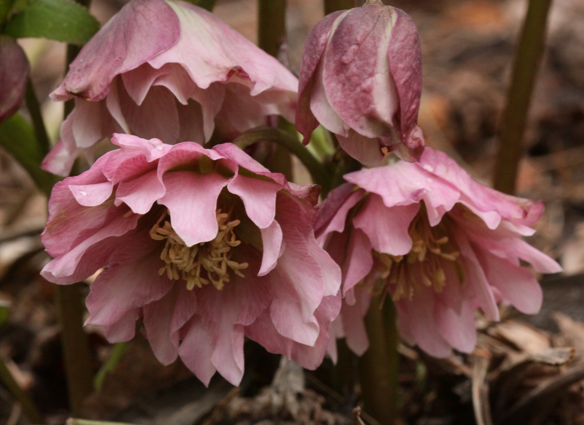 Коллекция и фото Елены Грошавень, Москва, vk.com/club75597370