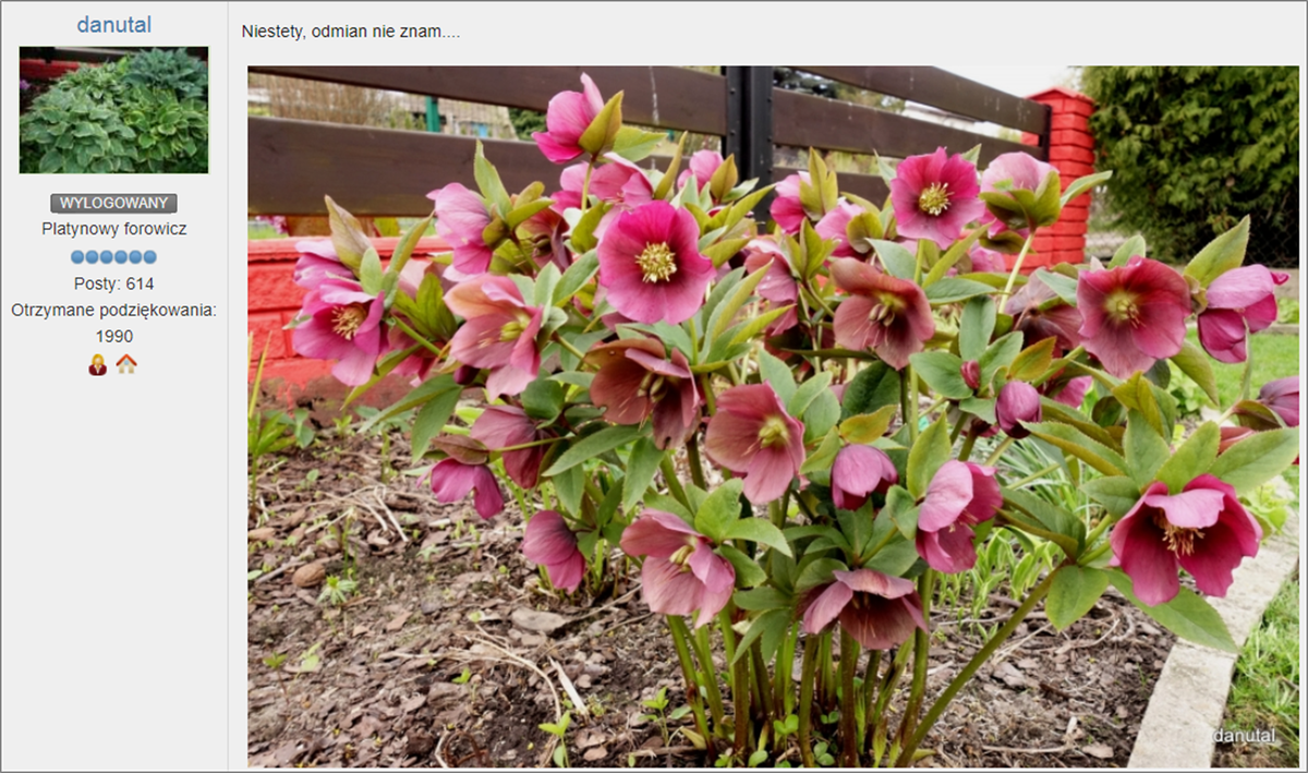 Типичная ситуация, польский форум zielonozakreceni.pl, один из ведущих его экспертов - Danuta L. Подпись: "К сожалению, разновидность я не знаю..."