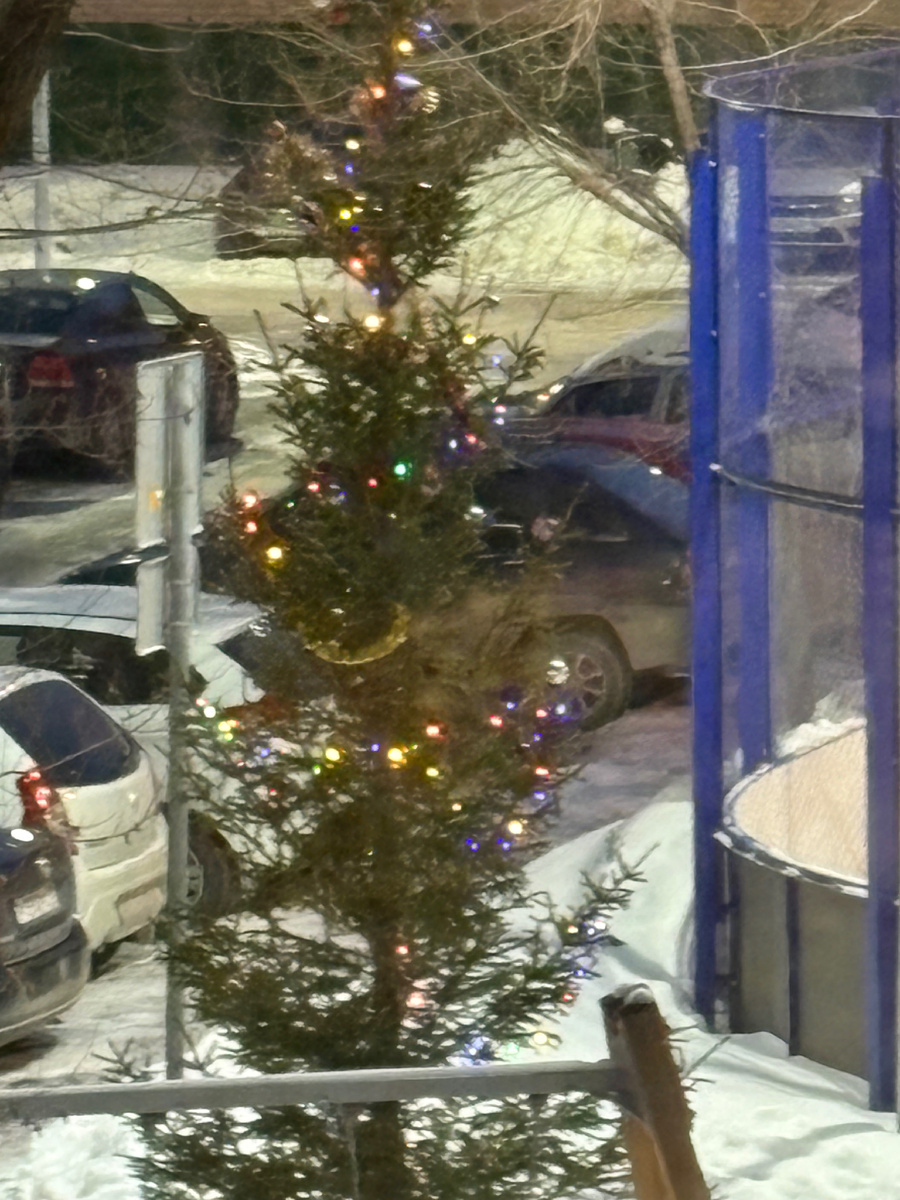 А из нашего окна елка всё ещё видна