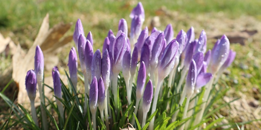 «Все к наслаждению манит…»: любовная лирика молодого Тютчева