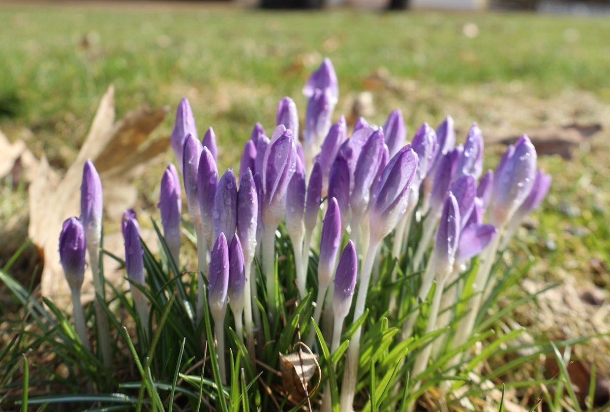 Крокусы зацветают первыми в усадебном парке музея-заповедника Ф. И. Тютчева. 