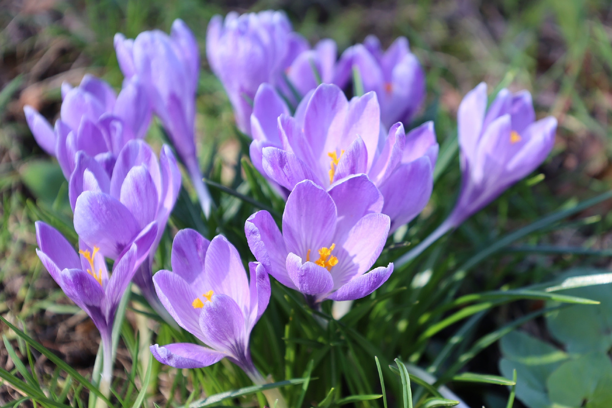 Первоцветы в усадебном парке Овстуга. 