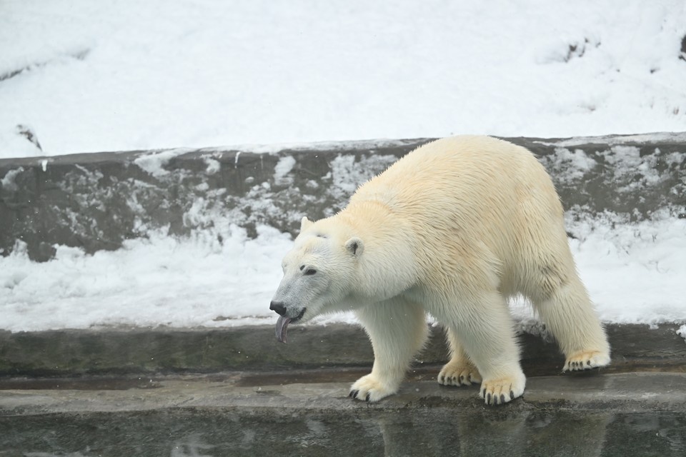    Писарев: РФ не отдаст белого медведя зоопарку Японии в обмен на капибар Евгения ГУСЕВА