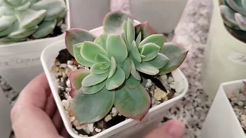 Суккуленты стали мягкими и водянистыми: спасаем от весеннего переувлажнения