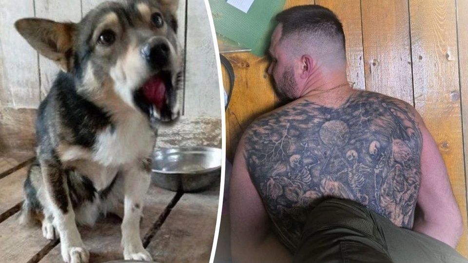 Отмыли 25 млн на отлове собак: владельцу скандального приюта и его помощнику предъявили обвинения в мошенничестве