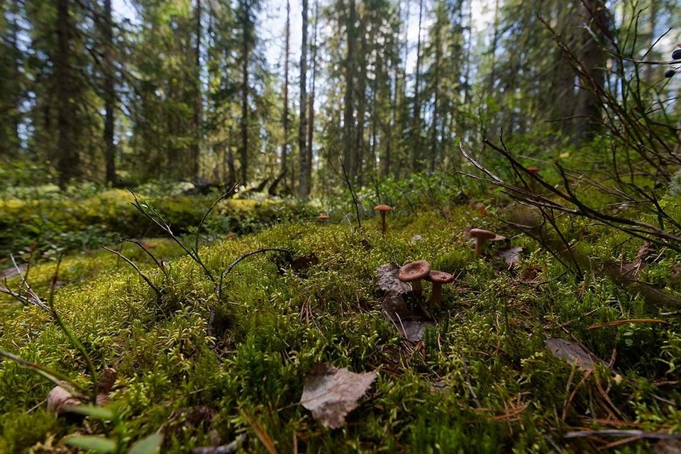    В единой рекреационной зоне будут расположены водоемы и природные ландшафты. Иван МАКЕЕВ