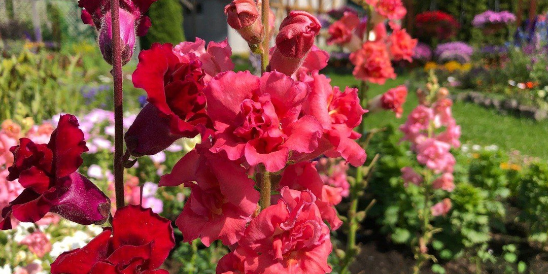 Очень КРУПНЫЙ ГУСТОМАХРОВЫЙ АНТИРРИНУМ - для идеальной срезки