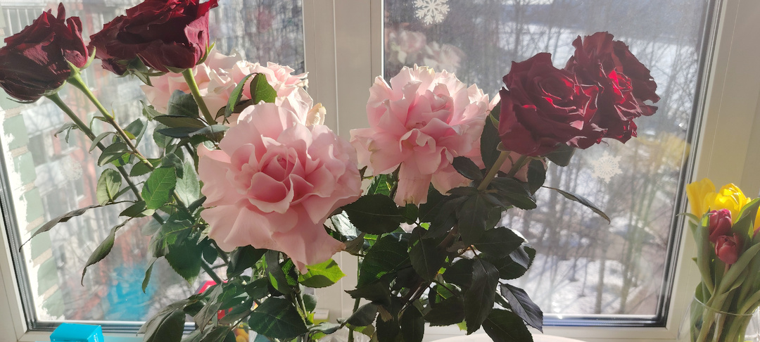 Посевная. Интересные новинки томатов