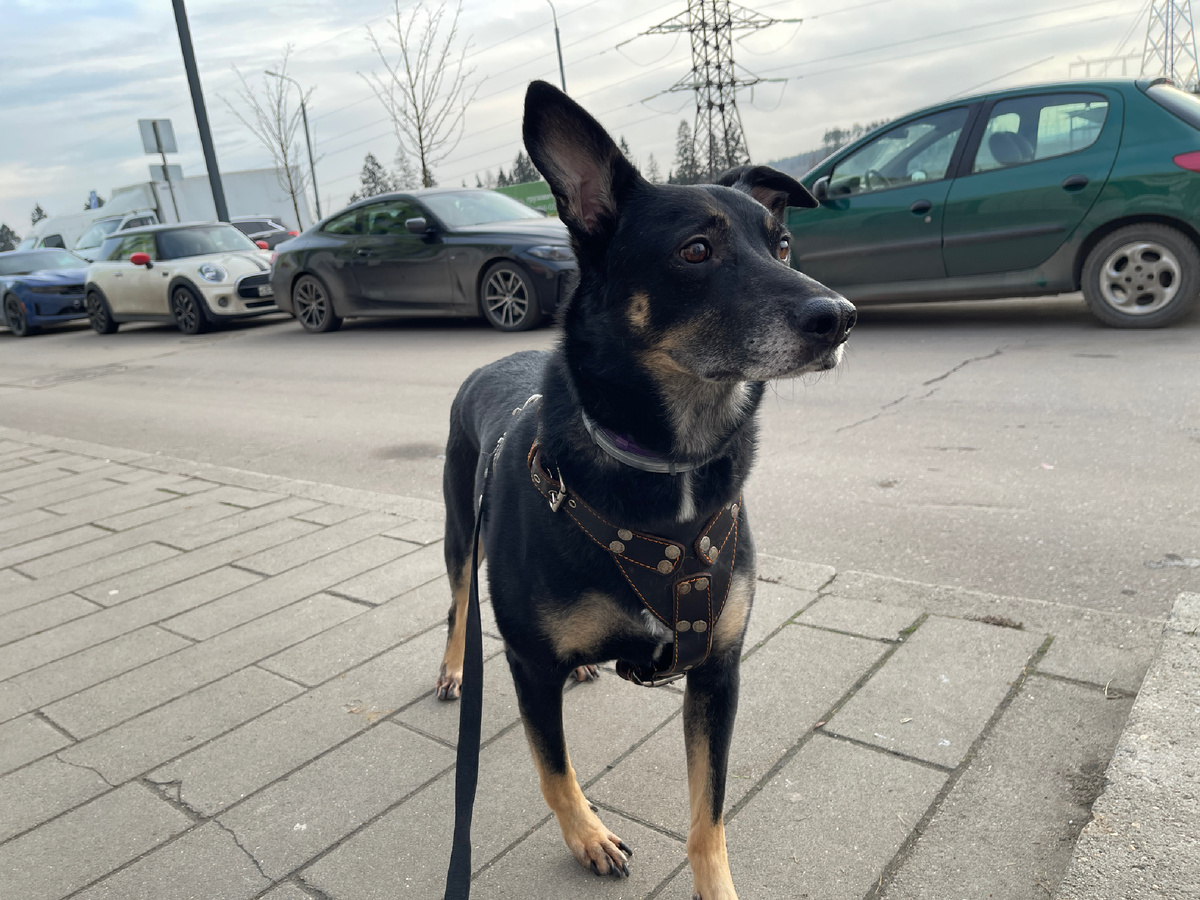 И именно из-за этого мне спокойней гулять утром