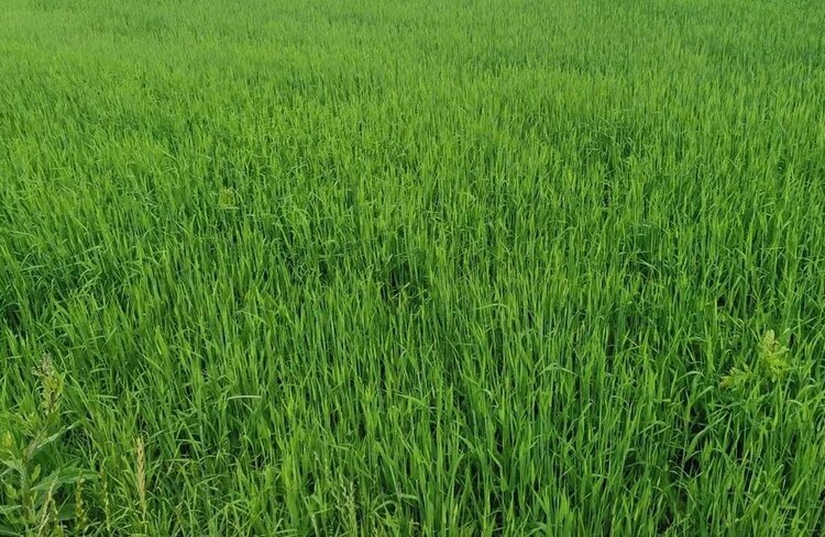    Фото: Лукьянов Дмитрий, AgroXXI.ru