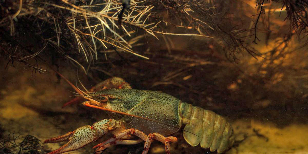 Интересные факты. Куда исчезают раки зимой?